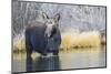 USA, Wyoming, Cow Moose Feeding in Pond with Water Dripping from Nose-Elizabeth Boehm-Mounted Photographic Print