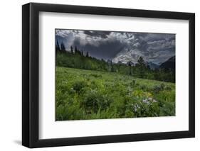 USA, Wyoming. Dramatic clouds and wildflowers in meadow west side of Teton Mountains-Howie Garber-Framed Photographic Print