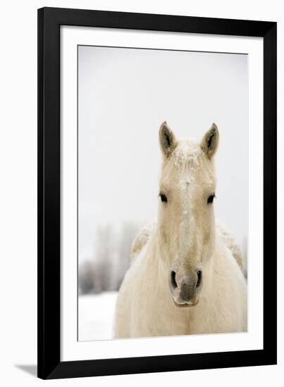 Usa, Wyoming, Encampment, Horse with Snow on Mane and Back, Dawn-Will & Deni McIntyre-Framed Photographic Print