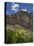 USA, Wyoming. Field of Columbine wildflowers, and mountain, Jedediah Smith Wilderness-Howie Garber-Stretched Canvas