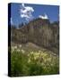 USA, Wyoming. Field of Columbine wildflowers, and mountain, Jedediah Smith Wilderness-Howie Garber-Stretched Canvas