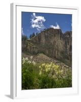 USA, Wyoming. Field of Columbine wildflowers, and mountain, Jedediah Smith Wilderness-Howie Garber-Framed Photographic Print