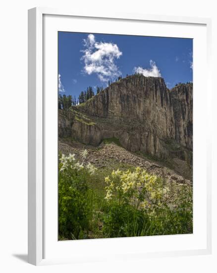 USA, Wyoming. Field of Columbine wildflowers, and mountain, Jedediah Smith Wilderness-Howie Garber-Framed Photographic Print