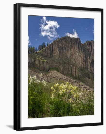 USA, Wyoming. Field of Columbine wildflowers, and mountain, Jedediah Smith Wilderness-Howie Garber-Framed Photographic Print