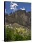 USA, Wyoming. Field of Columbine wildflowers, and mountain, Jedediah Smith Wilderness-Howie Garber-Stretched Canvas