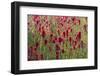 USA, Wyoming. Field of Indian paintbrush in Bridger Teton National Forest-Judith-Framed Photographic Print