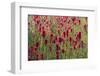 USA, Wyoming. Field of Indian paintbrush in Bridger Teton National Forest-Judith-Framed Photographic Print