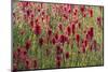 USA, Wyoming. Field of Indian paintbrush in Bridger Teton National Forest-Judith-Mounted Photographic Print