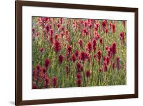 USA, Wyoming. Field of Indian paintbrush in Bridger Teton National Forest-Judith-Framed Photographic Print