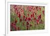 USA, Wyoming. Field of Indian paintbrush in Bridger Teton National Forest-Judith-Framed Photographic Print