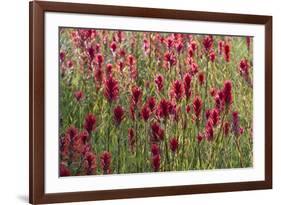 USA, Wyoming. Field of Indian paintbrush in Bridger Teton National Forest-Judith-Framed Photographic Print