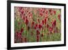 USA, Wyoming. Field of Indian paintbrush in Bridger Teton National Forest-Judith-Framed Photographic Print