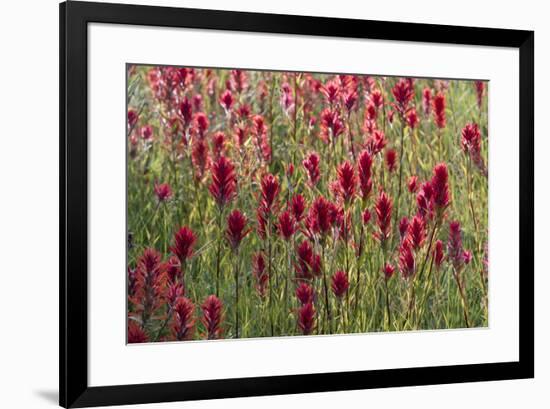 USA, Wyoming. Field of Indian paintbrush in Bridger Teton National Forest-Judith-Framed Photographic Print