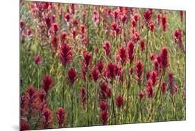 USA, Wyoming. Field of Indian paintbrush in Bridger Teton National Forest-Judith-Mounted Photographic Print