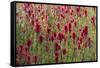 USA, Wyoming. Field of Indian paintbrush in Bridger Teton National Forest-Judith-Framed Stretched Canvas