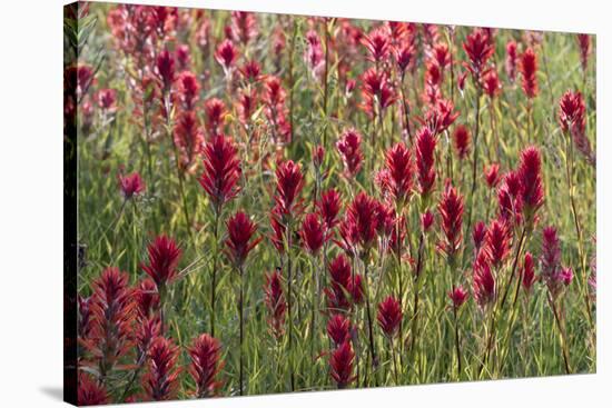 USA, Wyoming. Field of Indian paintbrush in Bridger Teton National Forest-Judith-Stretched Canvas