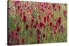 USA, Wyoming. Field of Indian paintbrush in Bridger Teton National Forest-Judith-Stretched Canvas