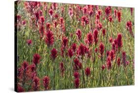 USA, Wyoming. Field of Indian paintbrush in Bridger Teton National Forest-Judith-Stretched Canvas