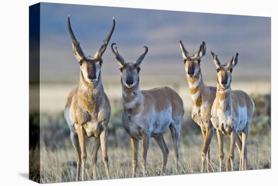 USA, Wyoming, Four Pronghorn Antelope Bucks in Spring-Elizabeth Boehm-Stretched Canvas