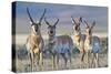 USA, Wyoming, Four Pronghorn Antelope Bucks in Spring-Elizabeth Boehm-Stretched Canvas