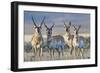 USA, Wyoming, Four Pronghorn Antelope Bucks in Spring-Elizabeth Boehm-Framed Photographic Print