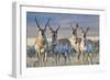 USA, Wyoming, Four Pronghorn Antelope Bucks in Spring-Elizabeth Boehm-Framed Photographic Print