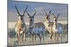 USA, Wyoming, Four Pronghorn Antelope Bucks in Spring-Elizabeth Boehm-Mounted Photographic Print