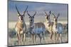 USA, Wyoming, Four Pronghorn Antelope Bucks in Spring-Elizabeth Boehm-Mounted Photographic Print