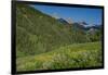 USA, Wyoming. Geranium and arrowleaf balsamroot wildflowers in meadow west side of Teton Mountains-Howie Garber-Framed Photographic Print