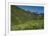 USA, Wyoming. Geranium and arrowleaf balsamroot wildflowers in meadow west side of Teton Mountains-Howie Garber-Framed Photographic Print