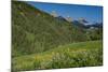 USA, Wyoming. Geranium and arrowleaf balsamroot wildflowers in meadow west side of Teton Mountains-Howie Garber-Mounted Photographic Print