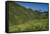 USA, Wyoming. Geranium and arrowleaf balsamroot wildflowers in meadow west side of Teton Mountains-Howie Garber-Framed Stretched Canvas