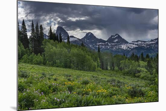 USA, Wyoming. Geranium and arrowleaf balsamroot wildflowers in meadow, west side of Teton Mountains-Howie Garber-Mounted Photographic Print