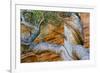 USA, Wyoming. Gnarled and twisted pine tree.-Tom Haseltine-Framed Photographic Print