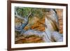 USA, Wyoming. Gnarled and twisted pine tree.-Tom Haseltine-Framed Photographic Print