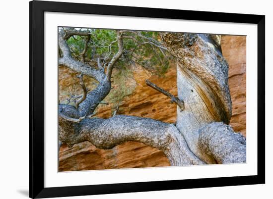 USA, Wyoming. Gnarled and twisted pine tree.-Tom Haseltine-Framed Photographic Print