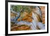 USA, Wyoming. Gnarled and twisted pine tree.-Tom Haseltine-Framed Photographic Print