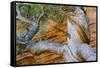 USA, Wyoming. Gnarled and twisted pine tree.-Tom Haseltine-Framed Stretched Canvas