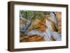 USA, Wyoming. Gnarled and twisted pine tree.-Tom Haseltine-Framed Photographic Print