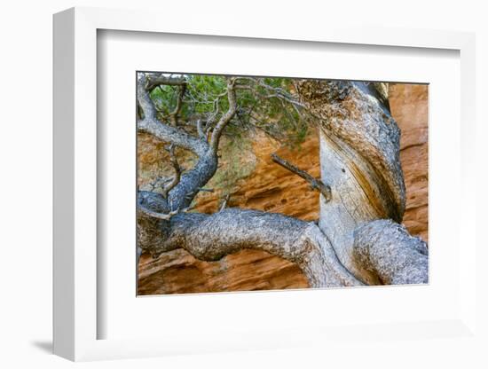 USA, Wyoming. Gnarled and twisted pine tree.-Tom Haseltine-Framed Photographic Print