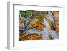USA, Wyoming. Gnarled and twisted pine tree.-Tom Haseltine-Framed Photographic Print