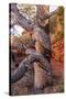 USA, Wyoming. Gnarled and twisted pine tree.-Tom Haseltine-Stretched Canvas