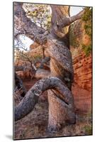 USA, Wyoming. Gnarled and twisted pine tree.-Tom Haseltine-Mounted Photographic Print