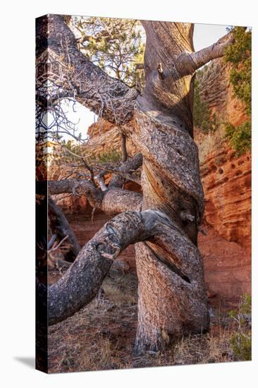 USA, Wyoming. Gnarled and twisted pine tree.-Tom Haseltine-Stretched Canvas