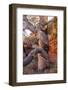 USA, Wyoming. Gnarled and twisted pine tree.-Tom Haseltine-Framed Photographic Print