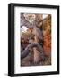 USA, Wyoming. Gnarled and twisted pine tree.-Tom Haseltine-Framed Photographic Print