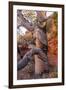 USA, Wyoming. Gnarled and twisted pine tree.-Tom Haseltine-Framed Photographic Print