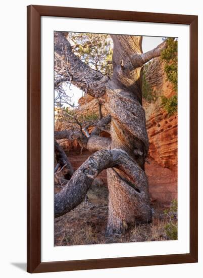 USA, Wyoming. Gnarled and twisted pine tree.-Tom Haseltine-Framed Photographic Print