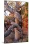 USA, Wyoming. Gnarled and twisted pine tree.-Tom Haseltine-Mounted Photographic Print