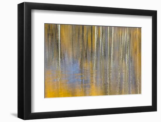 USA, Wyoming, Grand Teton National Park, Autumn aspen trees are reflected in the Snake River.-Elizabeth Boehm-Framed Photographic Print